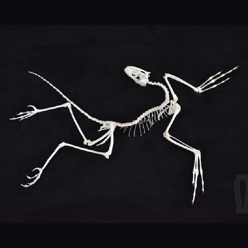 2120 Archaeopteryx Fossil Art  - Fossil Replica Display บทวิจารณ์และราคา