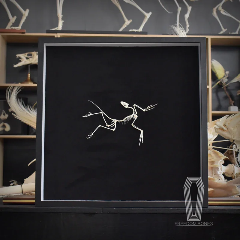 2120 Archaeopteryx Fossil Art  - Fossil Replica Display บทวิจารณ์และราคา