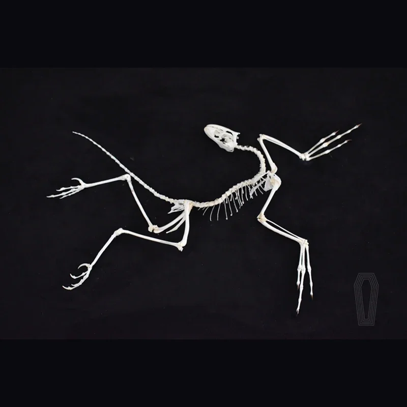 2120 Archaeopteryx Fossil Art  - Fossil Replica Display บทวิจารณ์และราคา