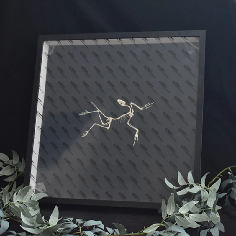 2120 Archaeopteryx Fossil Art  - Fossil Replica Display บทวิจารณ์และราคา